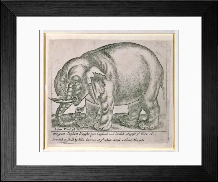 Framed Print : The great elephant brought into england and landed August ye Framed Print : The great elephant brought into england and landed August ye