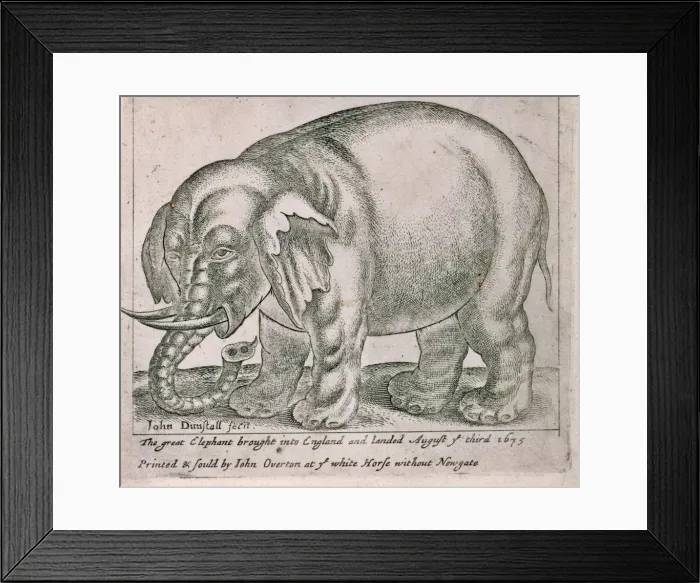 Framed Print : The great elephant brought into england and landed August ye Framed Print : The great elephant brought into england and landed August ye