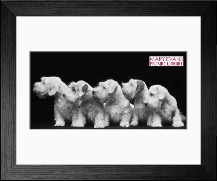 Framed Print : Puppies Mug Picture Framed Print : Puppies Mug Picture