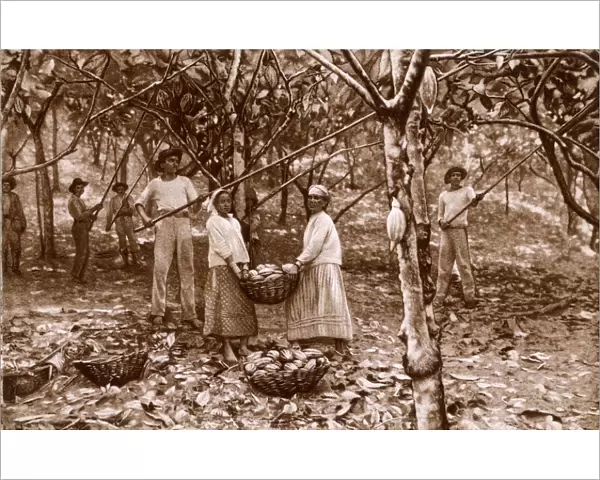 Cacao (Cocoa) harvesting in Equador