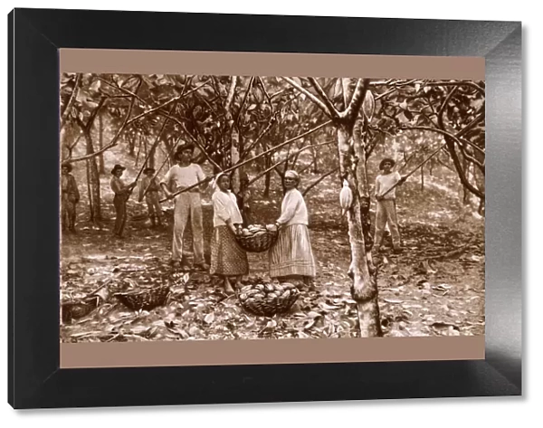 Cacao (Cocoa) harvesting in Equador