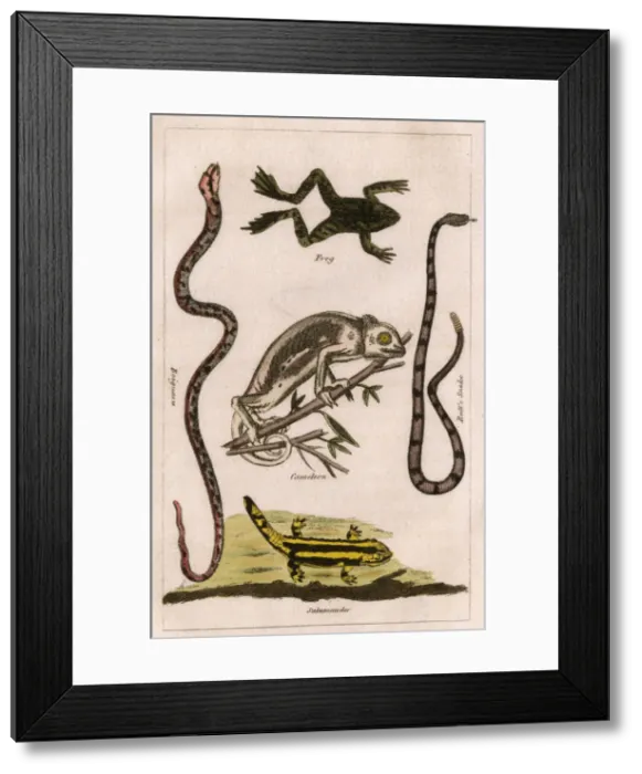 Framed Print : Snakes, A Chameleon, a frog and a salamander Framed Print : Snakes, A Chameleon, a frog and a salamander