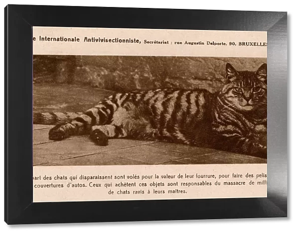 Card of the International Anti-Vivisection League - Cat Fur