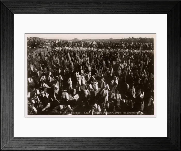 Framed Print : Field of Chumbera Nopal Cactus (Prickly Pear) at Las Palmas Framed Print : Field of Chumbera Nopal Cactus (Prickly Pear) at Las Palmas