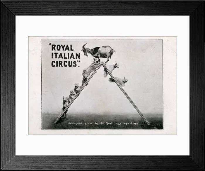 Framed Print : Royal Italian Circus - Performing Goat and dogs Framed Print : Royal Italian Circus - Performing Goat and dogs