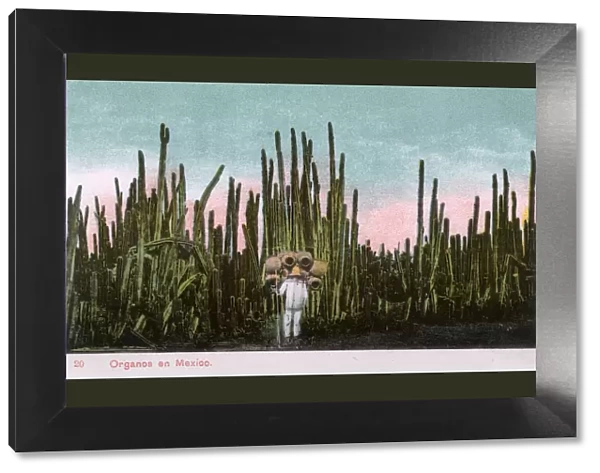 Impressive Tall Cactus Grove and pot seller - Mexico