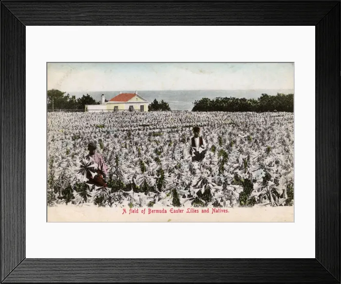 Framed Print : Easter Lily Field in Bloom, Bermuda Framed Print : Easter Lily Field in Bloom, Bermuda