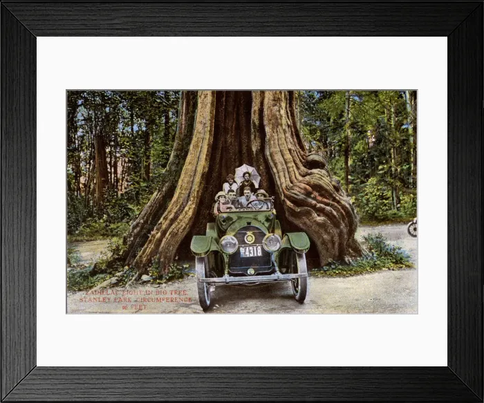 Framed Print : Vancouver, Canada - Cadillac 8 - Big Tree, Stanley Park Framed Print : Vancouver, Canada - Cadillac 8 - Big Tree, Stanley Park