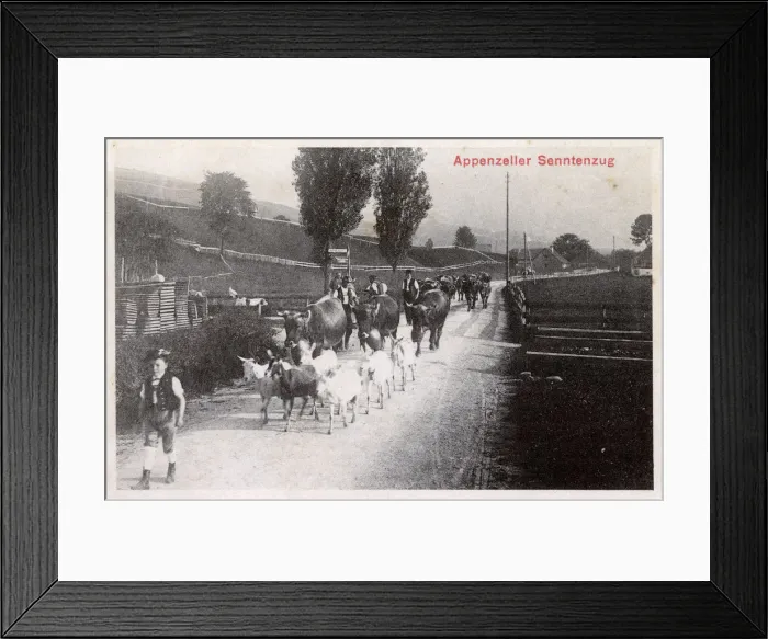 Framed Print : Advertisement for Swiss Milk Chocolate - Goats and Cows Framed Print : Advertisement for Swiss Milk Chocolate - Goats and Cows