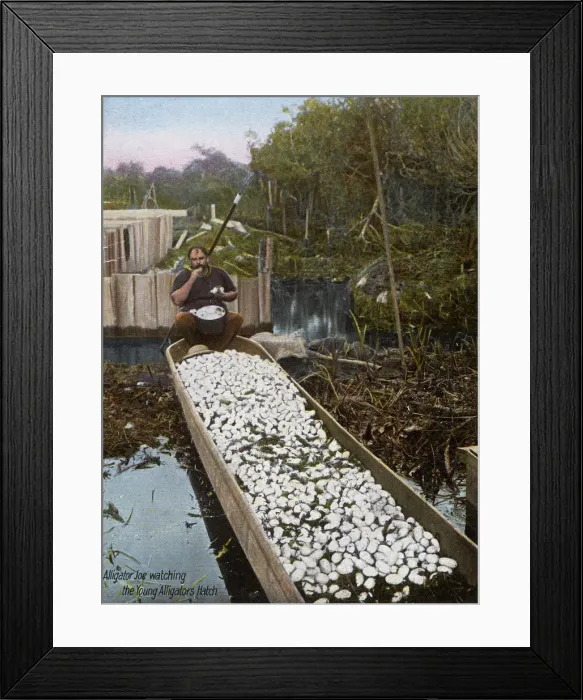 Framed Print : Alligator Joe watching young Alligators hatch from their egg Framed Print : Alligator Joe watching young Alligators hatch from their egg