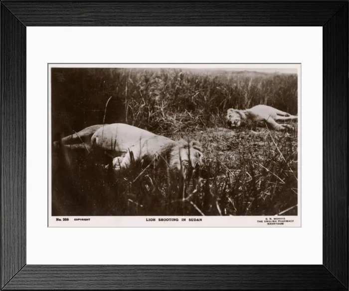 Framed Print : Lion Shooting in Sudan, Africa Framed Print : Lion Shooting in Sudan, Africa