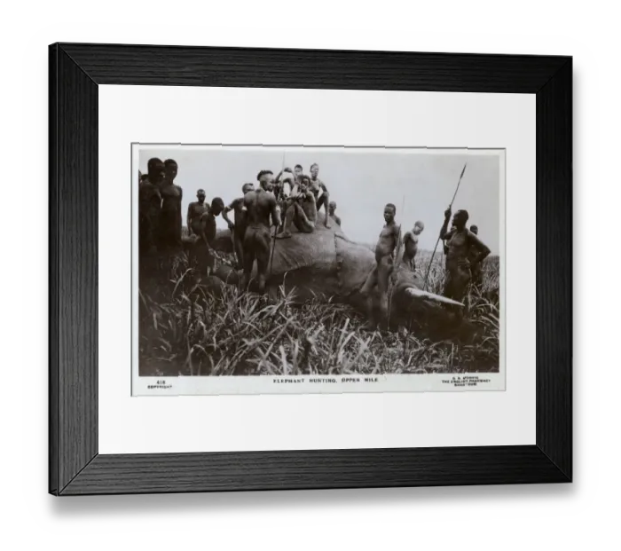 Framed Print : Elephant Hunting, Upper Nile, Sudan, Africa Framed Print : Elephant Hunting, Upper Nile, Sudan, Africa