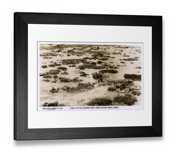 Framed Print : Australia - Coral on the Great Barrier Reef near Cairns Framed Print : Australia - Coral on the Great Barrier Reef near Cairns