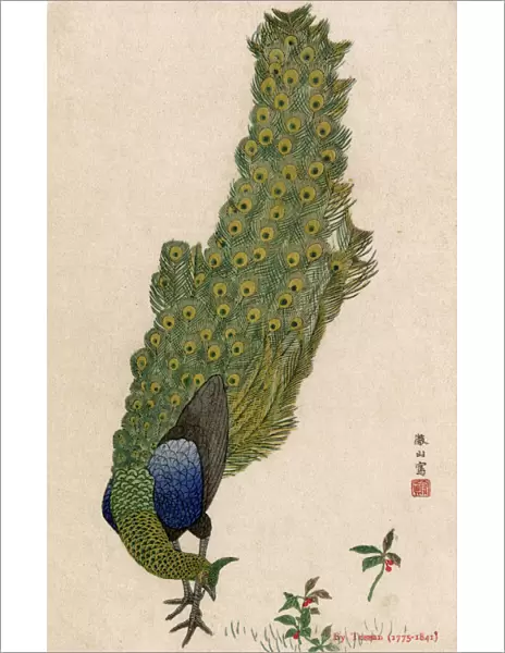 A Peacock by Mori Tessan