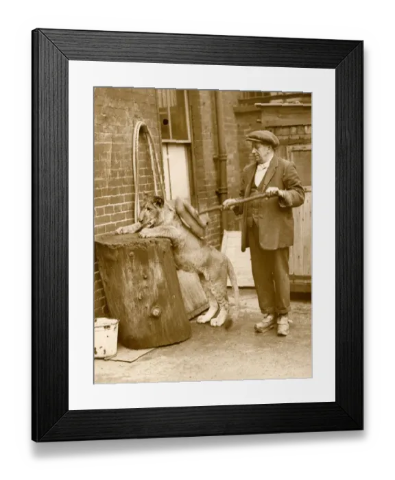 Framed Print : Lion cub has her morning wash and scrub - London Zoo Framed Print : Lion cub has her morning wash and scrub - London Zoo