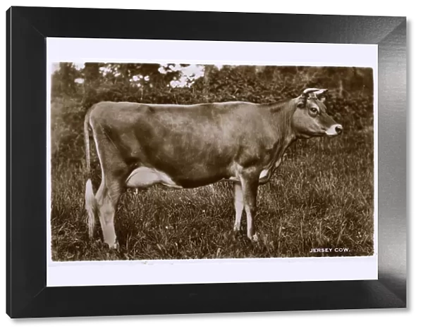 A very fine example of a prime Jersey Cow