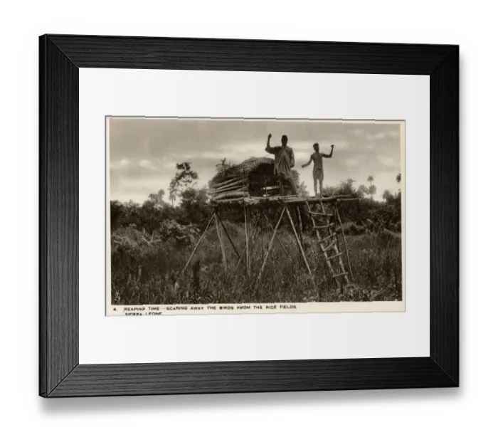 Framed Print : Sierra Leone, West Africa - Raised Shelters - Boy Scarecrows Framed Print : Sierra Leone, West Africa - Raised Shelters - Boy Scarecrows