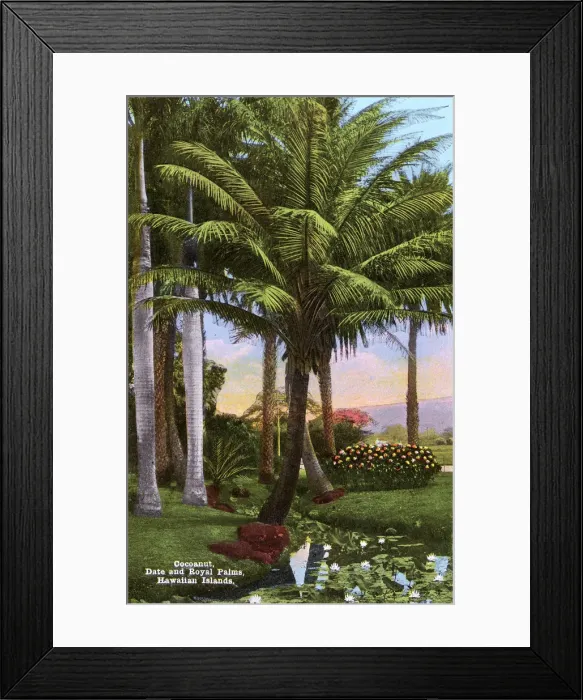 Framed Print : Hawaiian Islands, USA - Coconut, Date and Royal Palm Trees Framed Print : Hawaiian Islands, USA - Coconut, Date and Royal Palm Trees