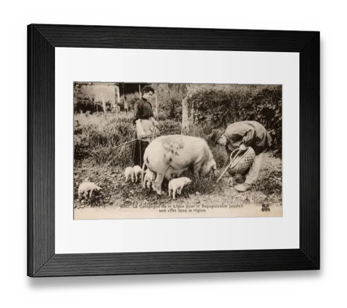 Framed Print : French Countryfolk and their Pigs Framed Print : French Countryfolk and their Pigs