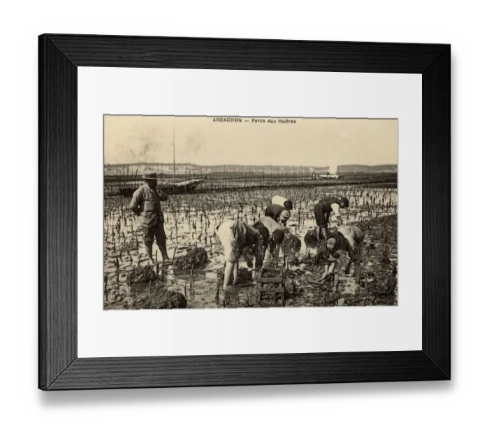 Framed Print : Collecting Oysters - Arcachon, Southwestern France Framed Print : Collecting Oysters - Arcachon, Southwestern France