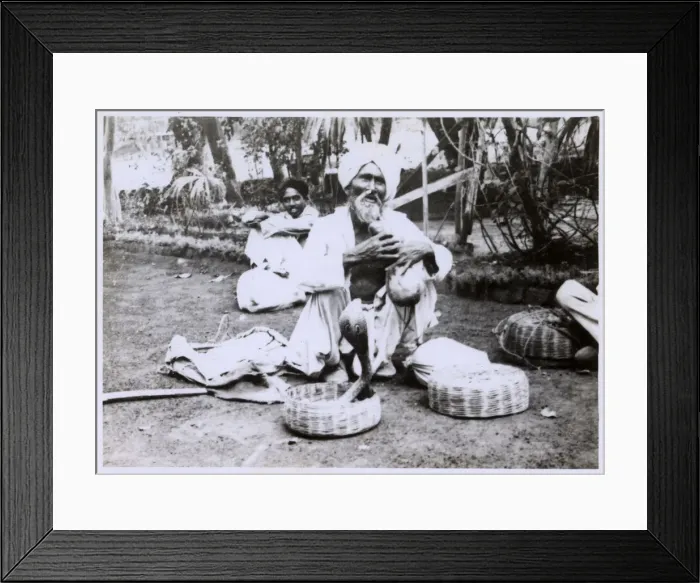 Framed Print : Elderly Indian Snake Charmer - enticing a cobra to dance Framed Print : Elderly Indian Snake Charmer - enticing a cobra to dance