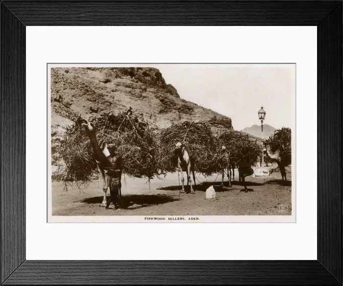 Framed Print : Aden, Yemen - Firewood Sellers and their camel transports Framed Print : Aden, Yemen - Firewood Sellers and their camel transports
