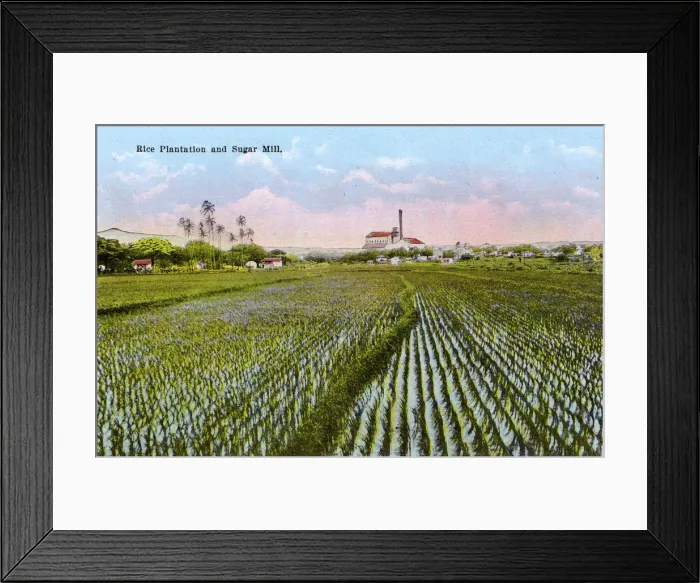 Framed Print : Honolulu, Hawaii, USA - Rice Plantation and Sugar Mill Framed Print : Honolulu, Hawaii, USA - Rice Plantation and Sugar Mill