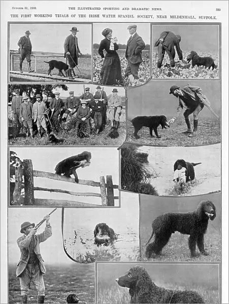 The first Irish Water Spaniel club trials, 1908