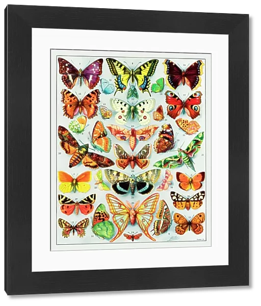 Papillons - butterflies