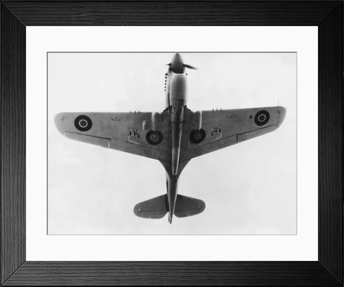 Framed Print : Curtiss P-40 Warhawk Framed Print : Curtiss P-40 Warhawk