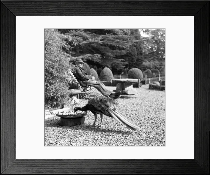 Framed Print : Gwydir Castle, Peacock & Gardener Framed Print : Gwydir Castle, Peacock & Gardener