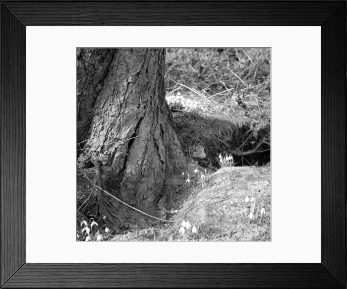 Framed Print : Spring Snowdrops Framed Print : Spring Snowdrops