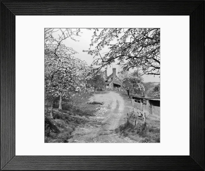 Framed Print : Blossom trees on a country lane, Kent Framed Print : Blossom trees on a country lane, Kent