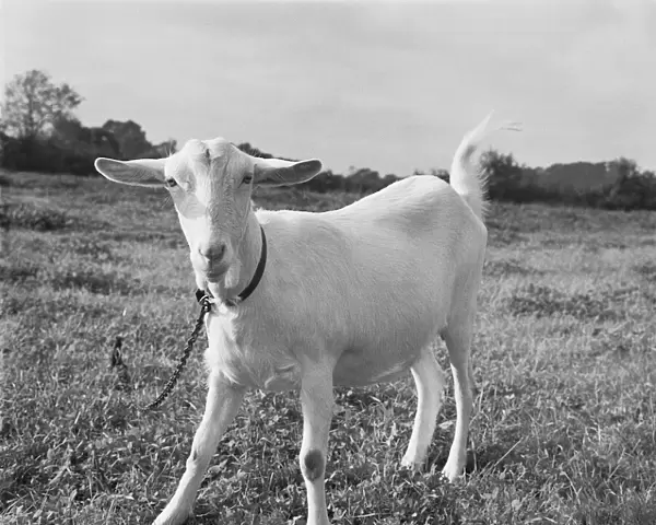 A Playful Goat, Worcestershire