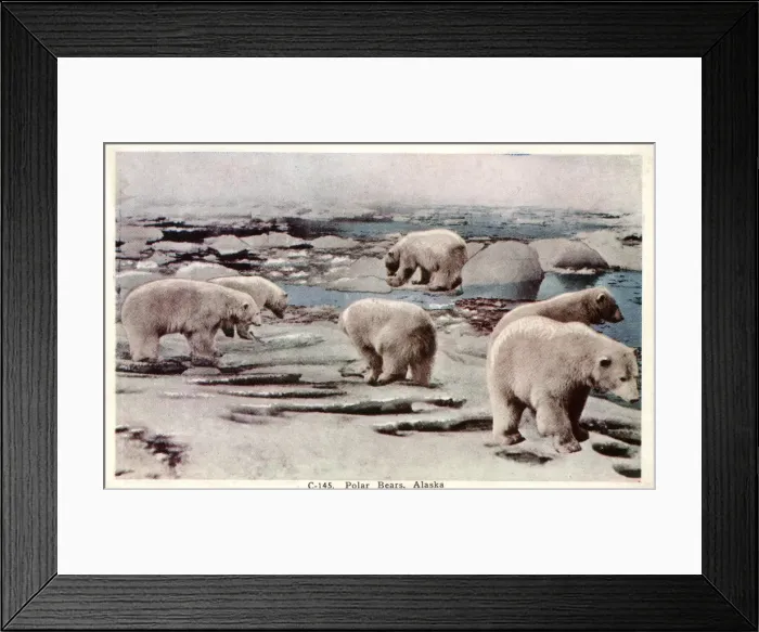 Framed Print : Polar Bears in Alaska, USA Framed Print : Polar Bears in Alaska, USA