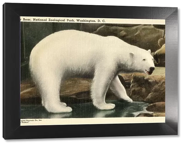 Polar Bear at the National Zoological Park - Washington D. C