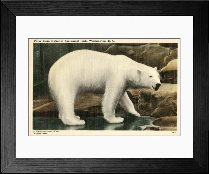 Framed Print : Polar Bear at the National Zoological Park - Washington D. C Framed Print : Polar Bear at the National Zoological Park - Washington D. C
