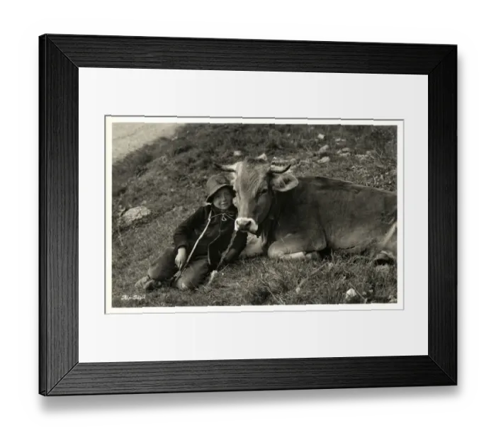 Framed Print : Shepherd Boy and favourite cow - Idyllic Swiss Alpine Scene Framed Print : Shepherd Boy and favourite cow - Idyllic Swiss Alpine Scene