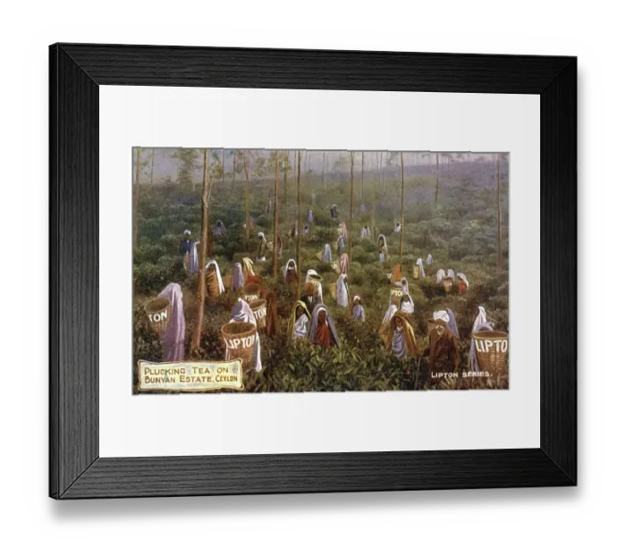 Framed Print : Lipton Tea Plantation - Sri Lanka - Bunyan Estate - Pickers Framed Print : Lipton Tea Plantation - Sri Lanka - Bunyan Estate - Pickers