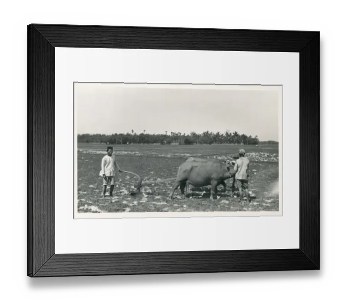 Framed Print : Java, Indonesia - Ploughing with a team of oxen Framed Print : Java, Indonesia - Ploughing with a team of oxen