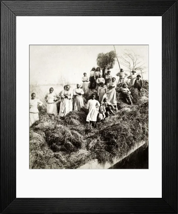 Framed Print : A rice raft - west of Georgetown, South Carolina, USA Framed Print : A rice raft - west of Georgetown, South Carolina, USA