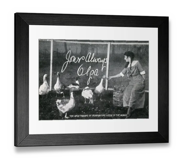 Framed Print : The only troupe of performing Geese in the World Framed Print : The only troupe of performing Geese in the World