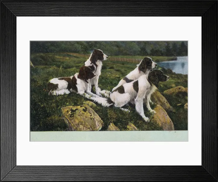 Framed Print : Four Springer Spaniels Framed Print : Four Springer Spaniels