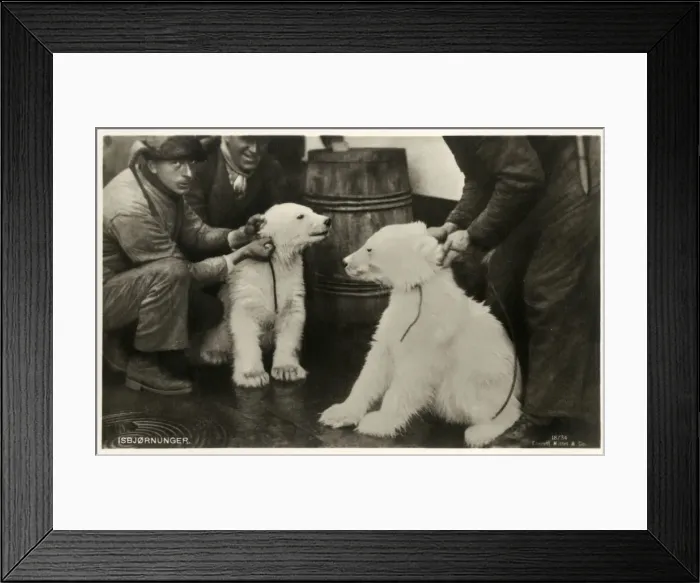 Framed Print : Norway - Two Polar Bear Cubs Framed Print : Norway - Two Polar Bear Cubs