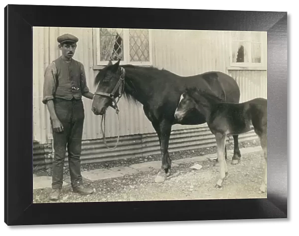 A stablehand and his charges - Horse and Foal
