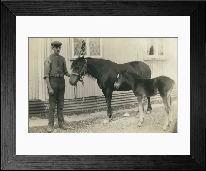 Framed Print : A stablehand and his charges - Horse and Foal Framed Print : A stablehand and his charges - Horse and Foal