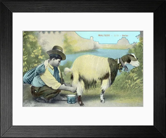 Framed Print : Maltese Milk Seller - stocking up on his wares Framed Print : Maltese Milk Seller - stocking up on his wares