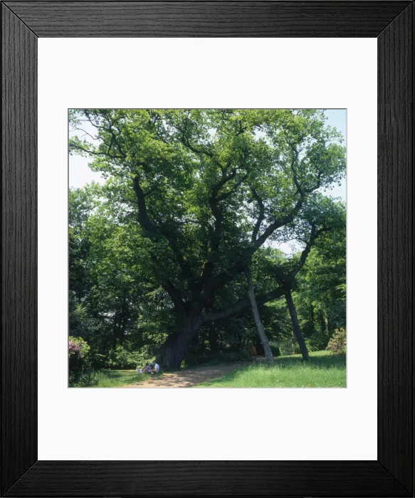Framed Print : Cannings Oak, Cliveden, Bucks Framed Print : Cannings Oak, Cliveden, Bucks