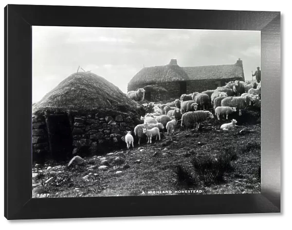 A Highland Homestead with Shepherd and his flock - Scotland