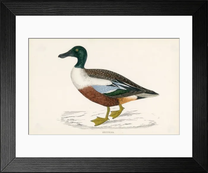 Framed Print : MORRIS / DUCK / SHOVELER Framed Print : MORRIS / DUCK / SHOVELER